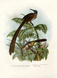 Kapnektarvogel, 1864